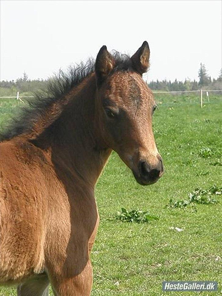 Pinto Faithfuls Mr. President - Smukke hoved, da han var lille. billede 8