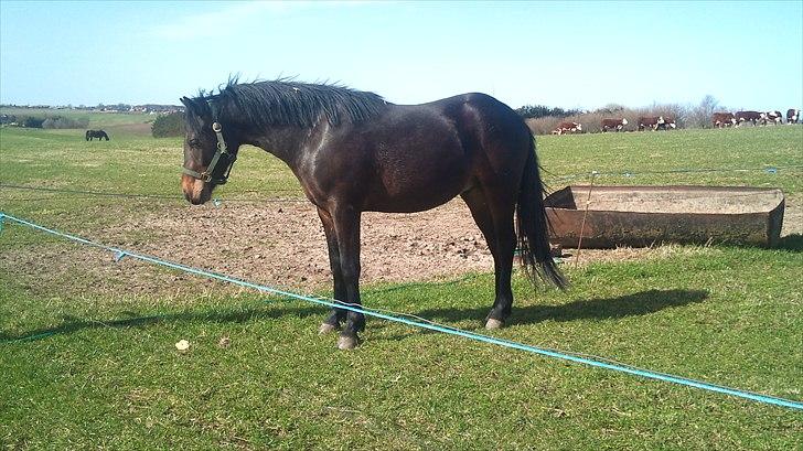 Pinto Faithfuls Mr. President - Står fint på folden.. =) //2år// ... Fotograf: Mig billede 9