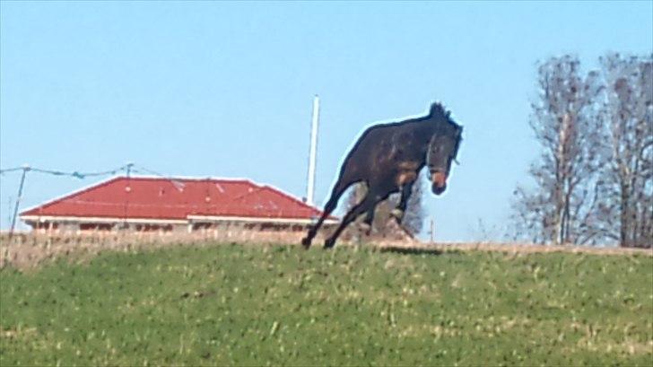 Pinto Faithfuls Mr. President - Hop.. Leger lige lidt på folden. <3 //2år// ... Fotograf: Mig billede 10