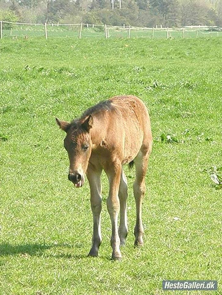 Pinto Faithfuls Mr. President - Gaaab! baby.. :o)  billede 11