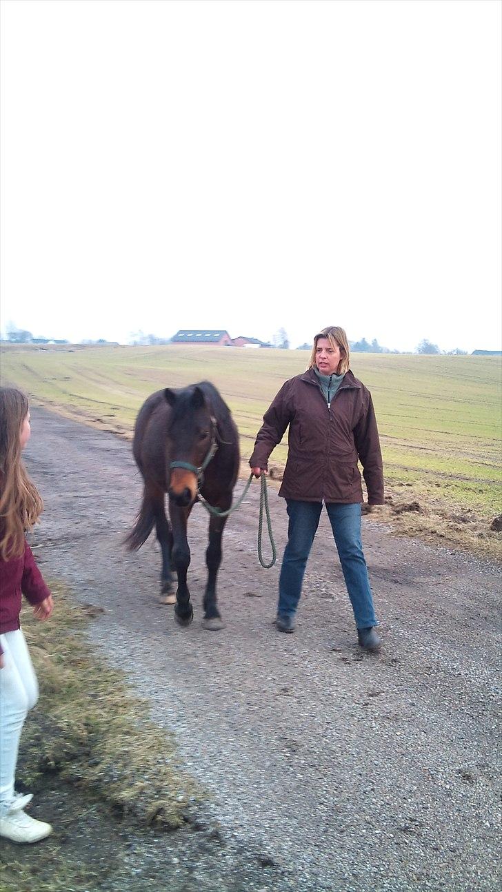 Pinto Faithfuls Mr. President - Tur. //2år// ... Fotograf: Mig billede 12