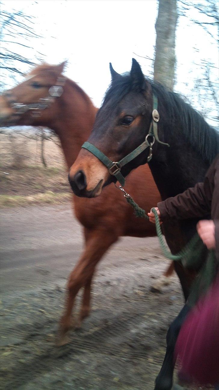 Pinto Faithfuls Mr. President - På tur, med Pandora. //2år// ... Fotograf: Mig billede 13