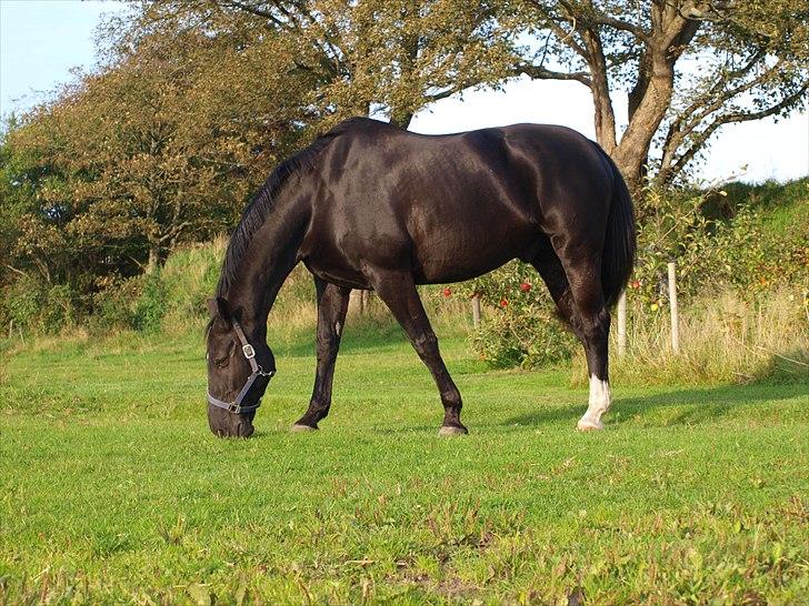 Anden særlig race †Charlie Brown R.I.P† - Smukke Charlie på marken billede 16
