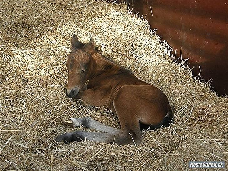 Pinto Faithfuls Mr. President - Den lille baby sover. billede 15