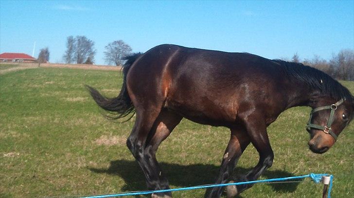 Pinto Faithfuls Mr. President - Lidt vild på folden.. xD //2år// ... Fotograf: Mig billede 17