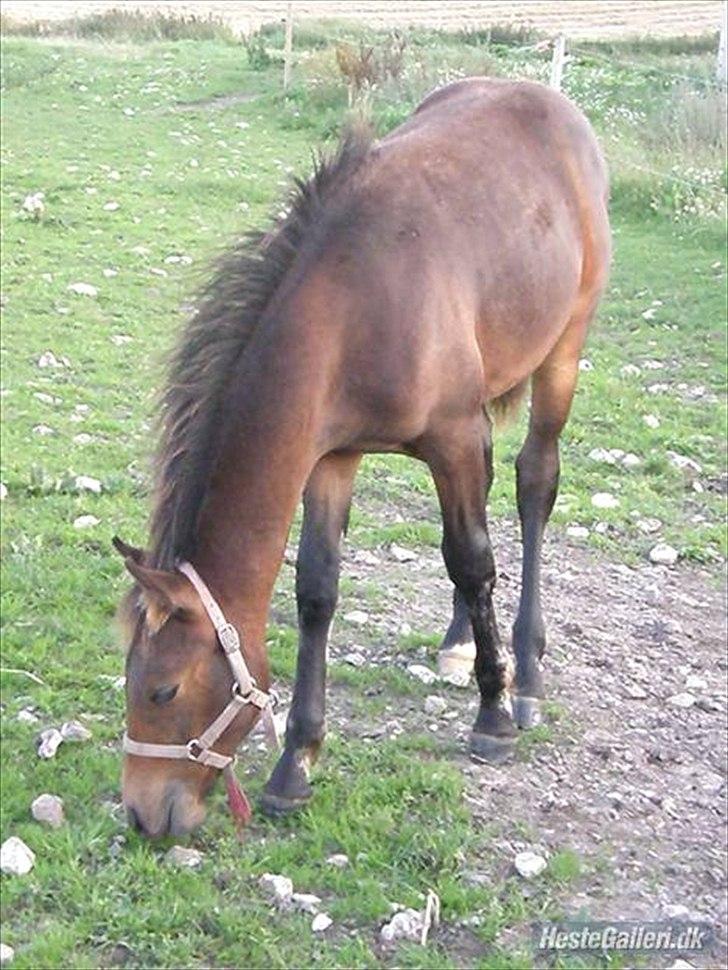 Pinto Faithfuls Mr. President - Før vi fik ham, ca. 7måneder gammel tror jeg xD billede 18