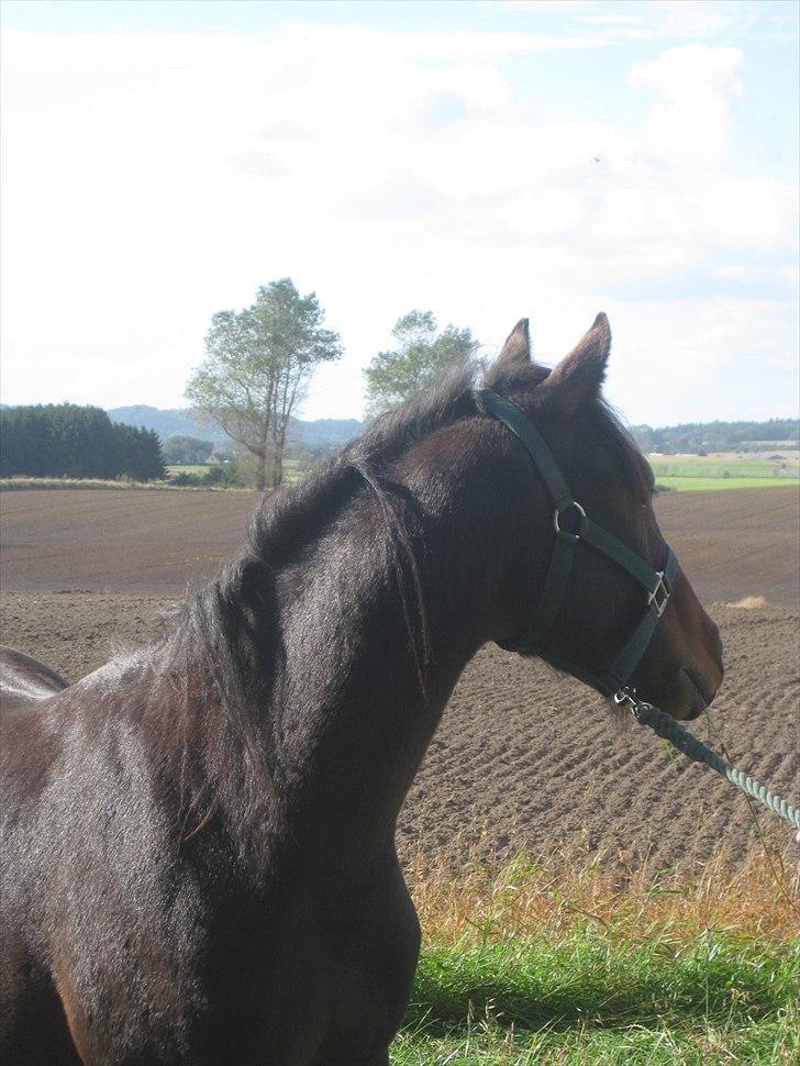 Pinto Faithfuls Mr. President - Udsigt! //1,5år// ... Fotograf: Mig billede 19