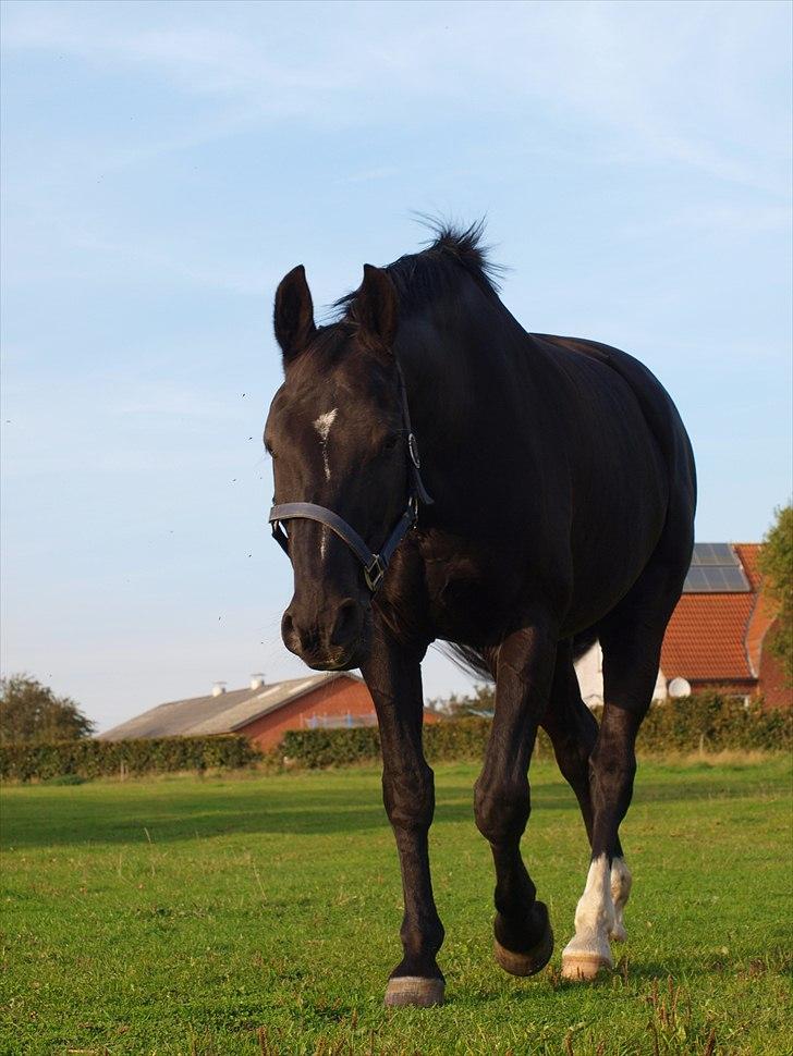 Anden særlig race †Charlie Brown R.I.P† - Smukke hest billede 17