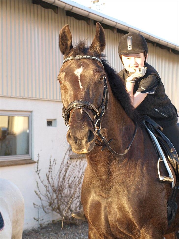 Anden særlig race †Charlie Brown R.I.P† - Sjov aften hygge efter ridning billede 14