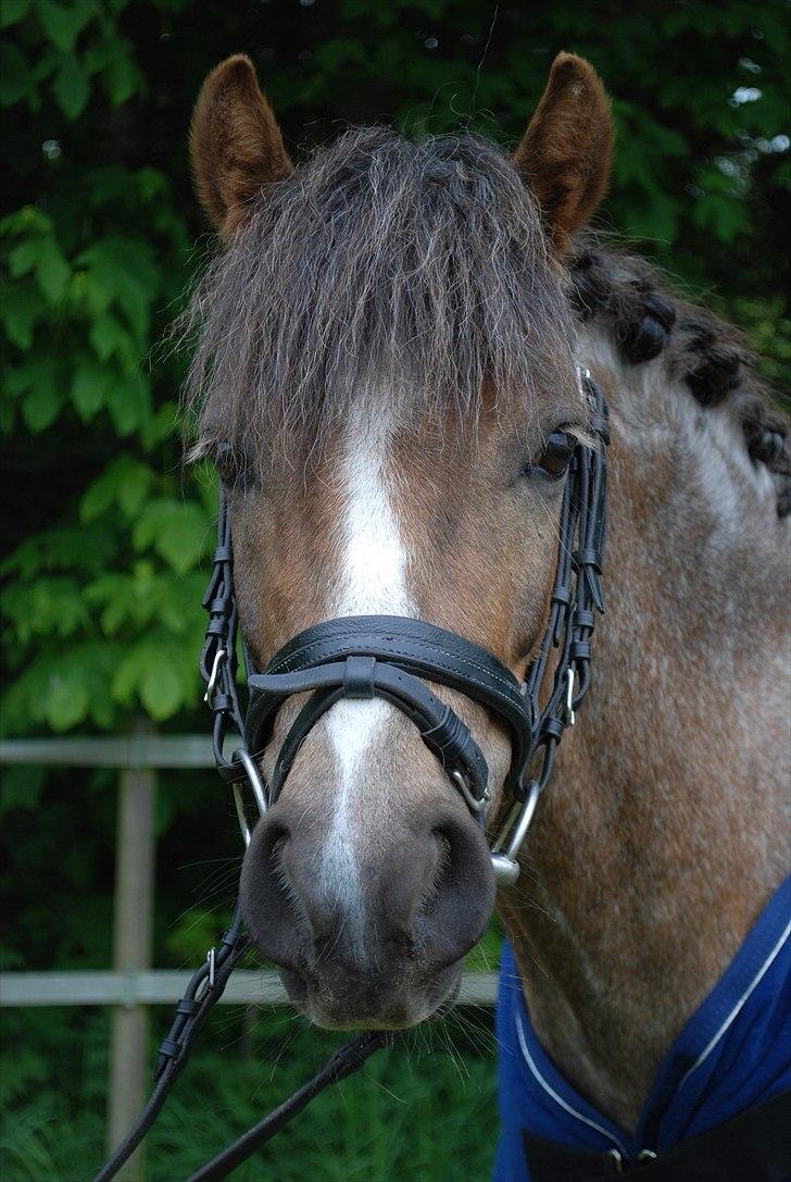 Welsh Pony af Cob-type (sec C) Lyngvejens Max - Velkommen til Max profil :D billede 1