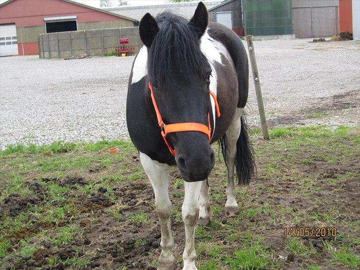 Pinto Mon Ami. - 10) You are my life's biggest treasure<3
Efterår 2010. billede 10