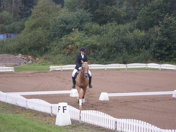 Cruzado Carbosa R.I.P miin elskede hest - første stævne billede 10