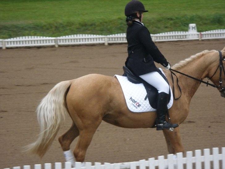 Cruzado Carbosa R.I.P miin elskede hest - hun fik en sidste plads men godt alligevel billede 11