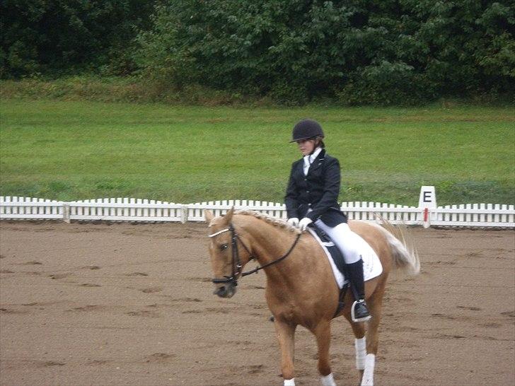 Cruzado Carbosa R.I.P miin elskede hest - smukke bosa billede 15