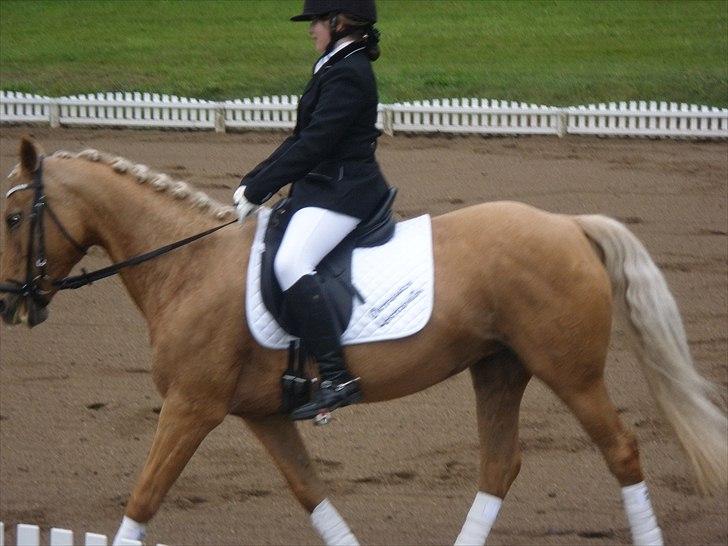 Cruzado Carbosa R.I.P miin elskede hest - jahh hun var smukker en de andre syntes jeg billede 5