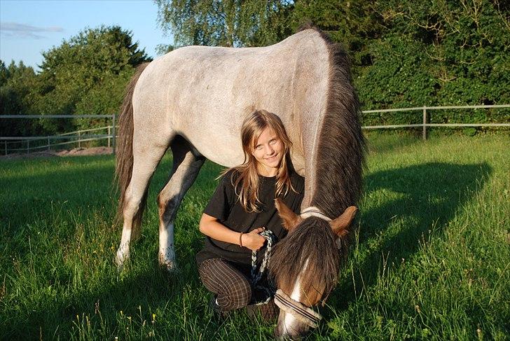 Welsh Pony af Cob-type (sec C) Lyngvejens Max - Os to for altid<3 billede 5