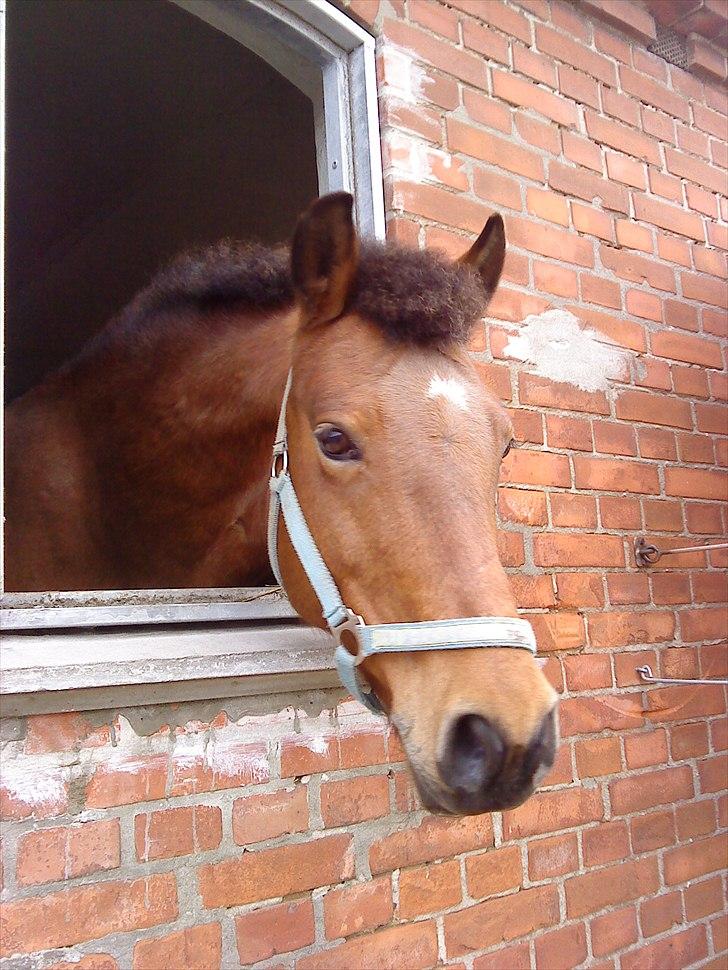 New Forest Bonnie  billede 2