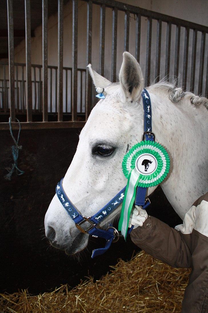 Anden særlig race Skovbjerggårds coxx - Vi vandt en 3 plads.. :D billede 14