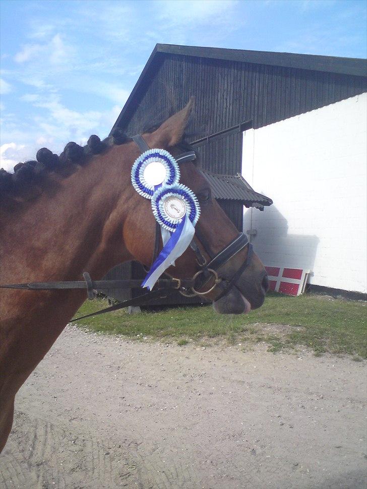 Anden særlig race Astron Aldebaran SOLGT  - første stævne med Sophia ! :) billede 18