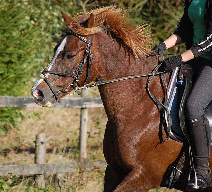 Anden særlig race Krumme  - Fuuld galop ~ 25. sep billede 11