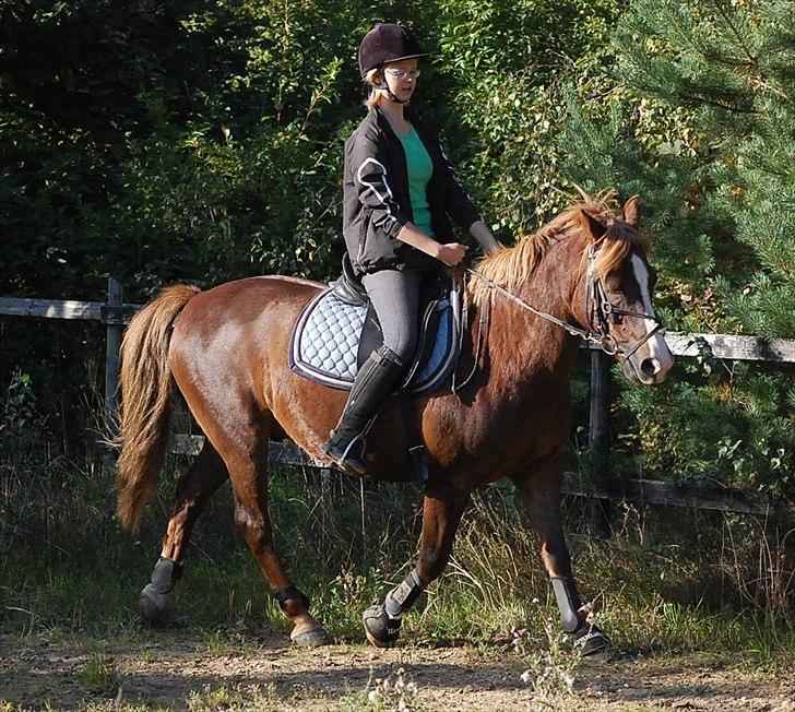 Anden særlig race Krumme  - Trav ~ 25 sep billede 13