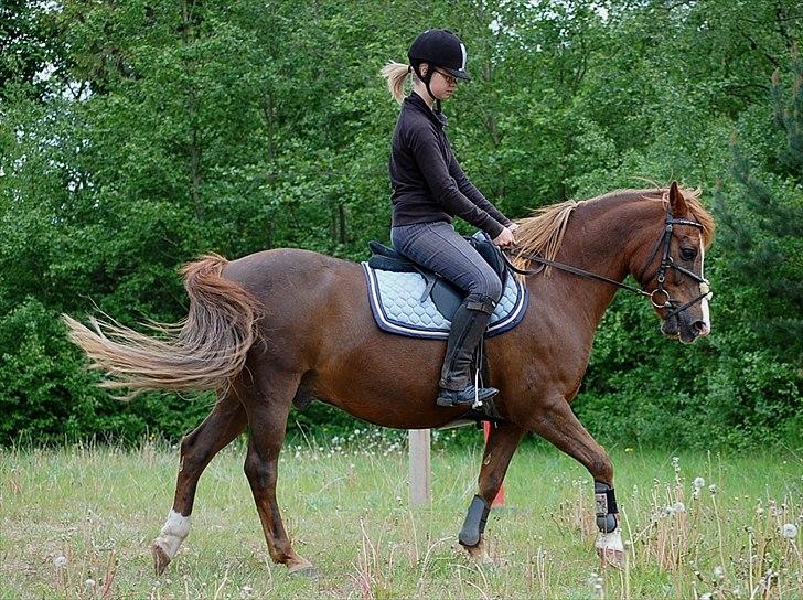 Anden særlig race Krumme  - Skridt ~ 23. maj 2011 billede 14