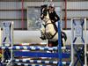 Hollandsk Sportspony Winnetou(SOLGT :D) [Tidl. hest]