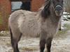 Anden særlig race Silver Chancé <3 R.I.P [Himmelhest]