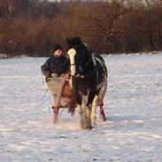 Anden særlig race Balder