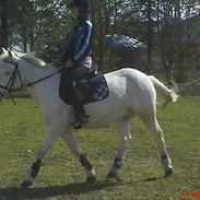 Anden særlig race Oliver