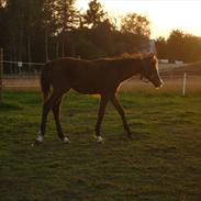 Welsh Partbred (Sec F) Holstegårds Walde