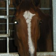 Traver Alex Trotting (alek)