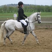 Welsh Pony af Cob-type (sec C) Bjerregårds Nazli (R.I.P)