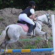 Welsh Pony af Cob-type (sec C) Bjerregårds Nazli (R.I.P)