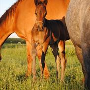 Trakehner Herbstmenuet