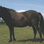 Islænder styggur fra Hesthuset