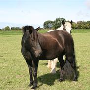 Islænder styggur fra Hesthuset