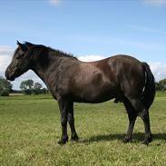 Islænder styggur fra Hesthuset