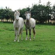 Welsh Mountain (sec A) Rø´s Pink Floyd