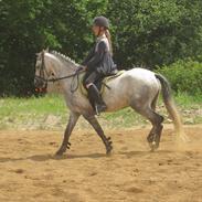 Welsh Pony (sec B) Skovbjergs Spirit