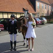 New Forest Edward "Solgt"