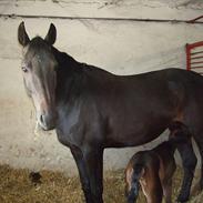 Dansk Varmblod Margurithe  