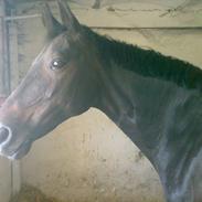 Dansk Varmblod Margurithe  