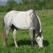 Welsh Pony (sec B) Skovbjergs Spirit