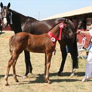 Fuldblod (XX) It´s A Fortune