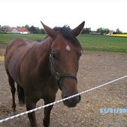 Fuldblod (XX) It´s A Fortune