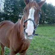 Anden særlig race Misty