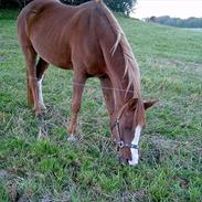 Anden særlig race Misty