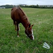 Anden særlig race Misty