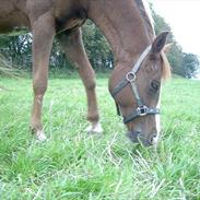 Anden særlig race Misty